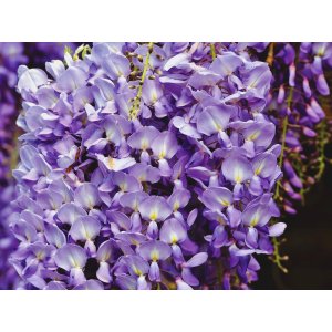 Vistéria kvetnatá (Wisteria floribunda) ´ITO KOKU RIU´ - výška 170-200 cm, kont. C3L